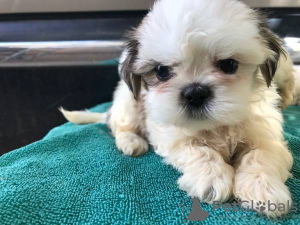 Photo №1. shih tzu - à vendre en ville de Jena | Gratuit | Annonce №112250