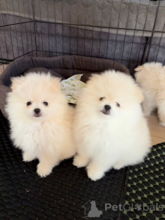 Photo №3. Vends chiot Spitz Poméranien. Biélorussie