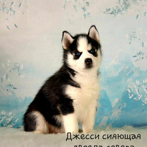 Photo №4. Je vais vendre chien bâtard en ville de Москва. de la fourrière - prix - Négocié
