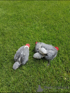 Photo №2 de l'annonce № 132500 de la vente  - acheter à Espagne 