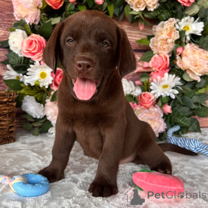 Photo №1. labrador retriever - à vendre en ville de Algermissen | 350€ | Annonce №151388