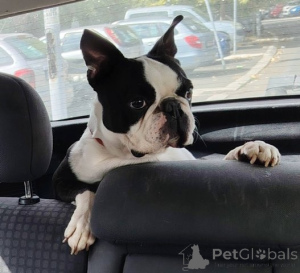 Photo №2 de l'annonce № 177383 de la vente terrier de boston - acheter à Serbie 