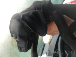 Photo №4. Je vais vendre american staffordshire terrier en ville de Градец-Кралове. annonce privée - prix - négocié