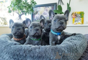 Photo №1. bouledogue - à vendre en ville de Cologne | négocié | Annonce №32664