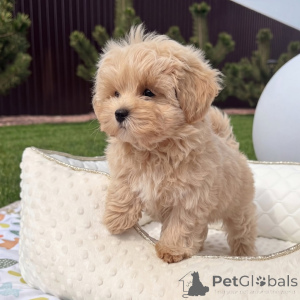 Photo №3. Chiots Maltipoo haut de gamme en bonne santé, aimants et prêts à vivre dans leur. Allemagne