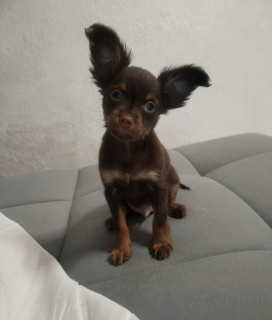 Photo №1. petit chien russe - à vendre en ville de Minsk | 500€ | Annonce №126076