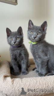 Photo №3. Chatons chartreux disponible pour adoption. Belgique