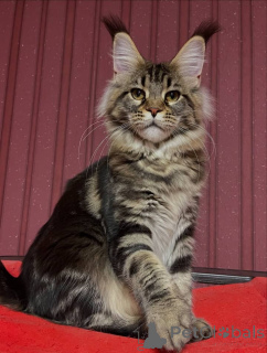 Photo №2 de l'annonce № 161208 de la vente maine coon - acheter à USA éleveur