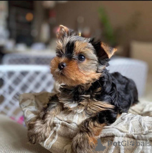 Photo №4. Je vais vendre yorkshire terrier en ville de Chicago. éleveur - prix - 379€