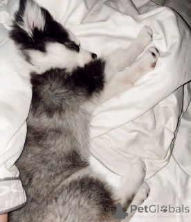 Photo №4. Je vais vendre  en ville de Chicago.  - prix - négocié