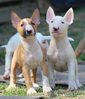 Photos supplémentaires: Chiots bull-terrier standards