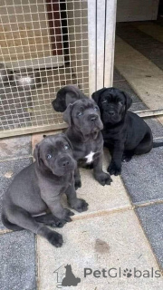 Photo №3. peut corso les chiots. Allemagne