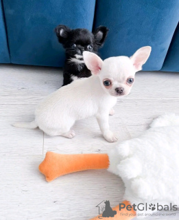 Photo №1. chihuahua - à vendre en ville de Антверпен | 350€ | Annonce №116946