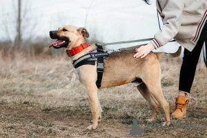 Photo №4. Je vais vendre chien bâtard en ville de Khimki. de l'abri - prix - négocié