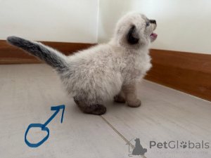 Photo №3. Chaton de ragdoll enchanteur à vendre. L'Autriche