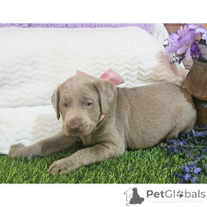 Photo №4. Je vais vendre labrador retriever en ville de Rovaniemi. annonce privée - prix - 490€