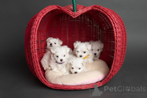Photo №2 de l'annonce № 146096 de la vente bichon maltais - acheter à USA annonce privée