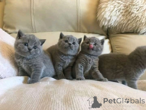 Photo №1. british shorthair - à vendre en ville de Vilnius | Gratuit | Annonce № 155222