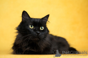 Photos supplémentaires: Cat Citizen est à la recherche d'un foyer !