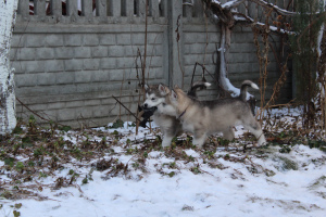 Photo №2 de l'annonce № 5346 de la vente malamute de l'alaska - acheter à Biélorussie éleveur