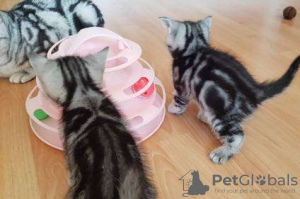 Photo №4. Je vais vendre british shorthair en ville de St. Gallen. éleveur - prix - 400€