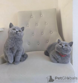 Photo №2 de l'annonce № 108600 de la vente british shorthair - acheter à Allemagne annonce privée, de la fourrière, de l'abri, éleveur