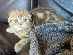 Photo №1. scottish fold - à vendre en ville de Aarschot | Gratuit | Annonce № 161900