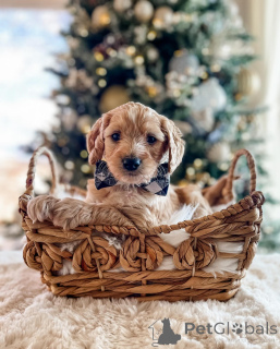 Photo №1. caniche (jouet) - à vendre en ville de Munich | 400€ | Annonce №161532