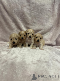 Photos supplémentaires: Chiot Maltipoo