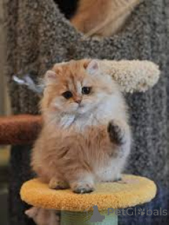 Photo №3. Chatons British Longhair à vendre. Belgique