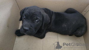 Photo №1. cane corso - à vendre en ville de Tachkent | 189€ | Annonce №110552