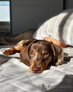 Photo №2 de l'annonce № 131042 de la vente  - acheter à Allemagne annonce privée