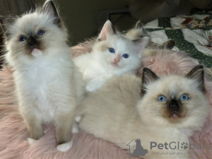 Photo №1. ragdoll - à vendre en ville de Berlin | 425€ | Annonce № 96922