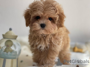 Photos supplémentaires: Magnifiques petits chiots Maltipoo.