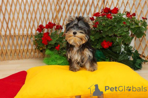 Photo №3. Chiots du Yorkshire Terrier (Yorkie). Serbie