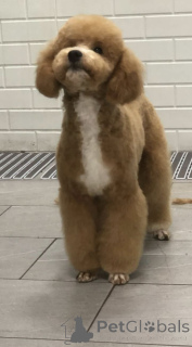 Photo №4. Je vais vendre caniche (nain) en ville de Belgrade.  - prix - négocié