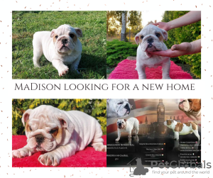 Photo №2 de l'annonce № 71260 de la vente bulldog anglais - acheter à Pologne éleveur
