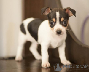 Photo №3. Chiots chihuahua whatsapp 64 9-889 4165. Suisse