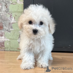 Photo №3. Acești frumoși pui de Bichon Frise,. La Roumanie