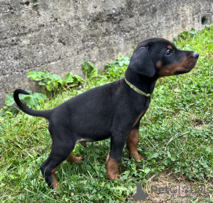 Photo №4. Je vais vendre dobermann en ville de Belgrade. éleveur - prix - négocié