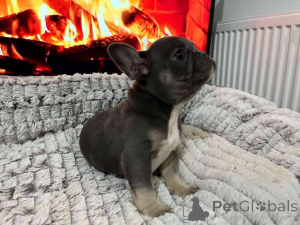 Photo №3. Hit Offre Couleurs exotiques de Bulldog français. Suisse