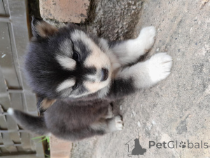 Photo №1. malamute de l'alaska - à vendre en ville de Baden-Baden | négocié | Annonce №166355