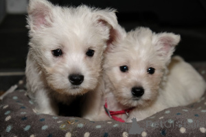 Photo №2 de l'annonce № 165191 de la vente west highland white terrier - acheter à Belgique annonce privée, éleveur