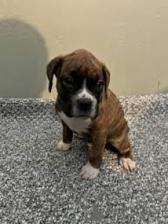 Photo №3. Chiots boxer. Suisse