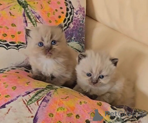 Photo №1. munchkin - à vendre en ville de Delmenhorst | 350€ | Annonce № 174538