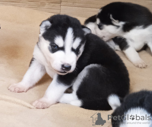 Photo №2 de l'annonce № 107763 de la vente husky de sibérie - acheter à La finlande annonce privée