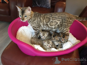 Photo №3. Chatons Bengal en bonne santé disponibles à l'adoption. Pologne