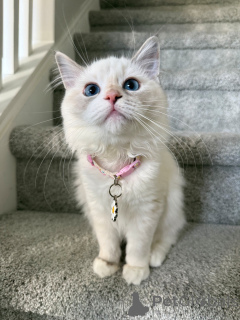 Photo №3. Douce comme un pétale et douce comme un nuage, Lily adore se câliner et. Suisse