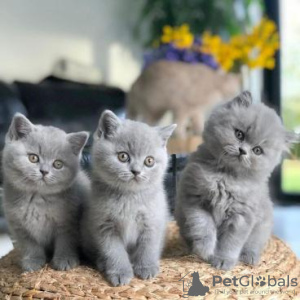 Photo №2 de l'annonce № 117314 de la vente british shorthair - acheter à La finlande annonce privée, éleveur