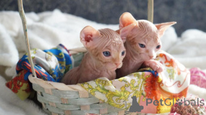 Photo №1. sphynx - à vendre en ville de Troupeau | 350€ | Annonce № 177981